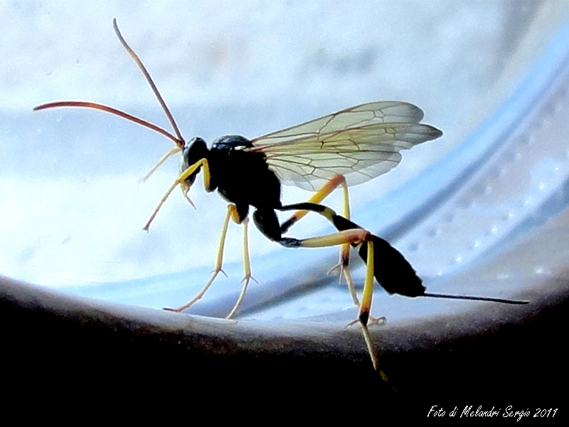 Ichneumonidae: Acroricnus seductor